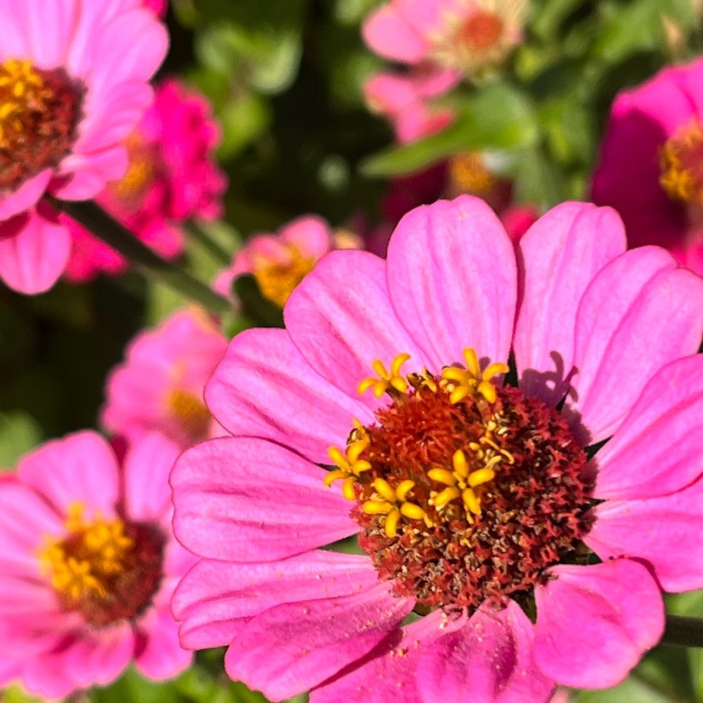 Meet your Posher, Cranky